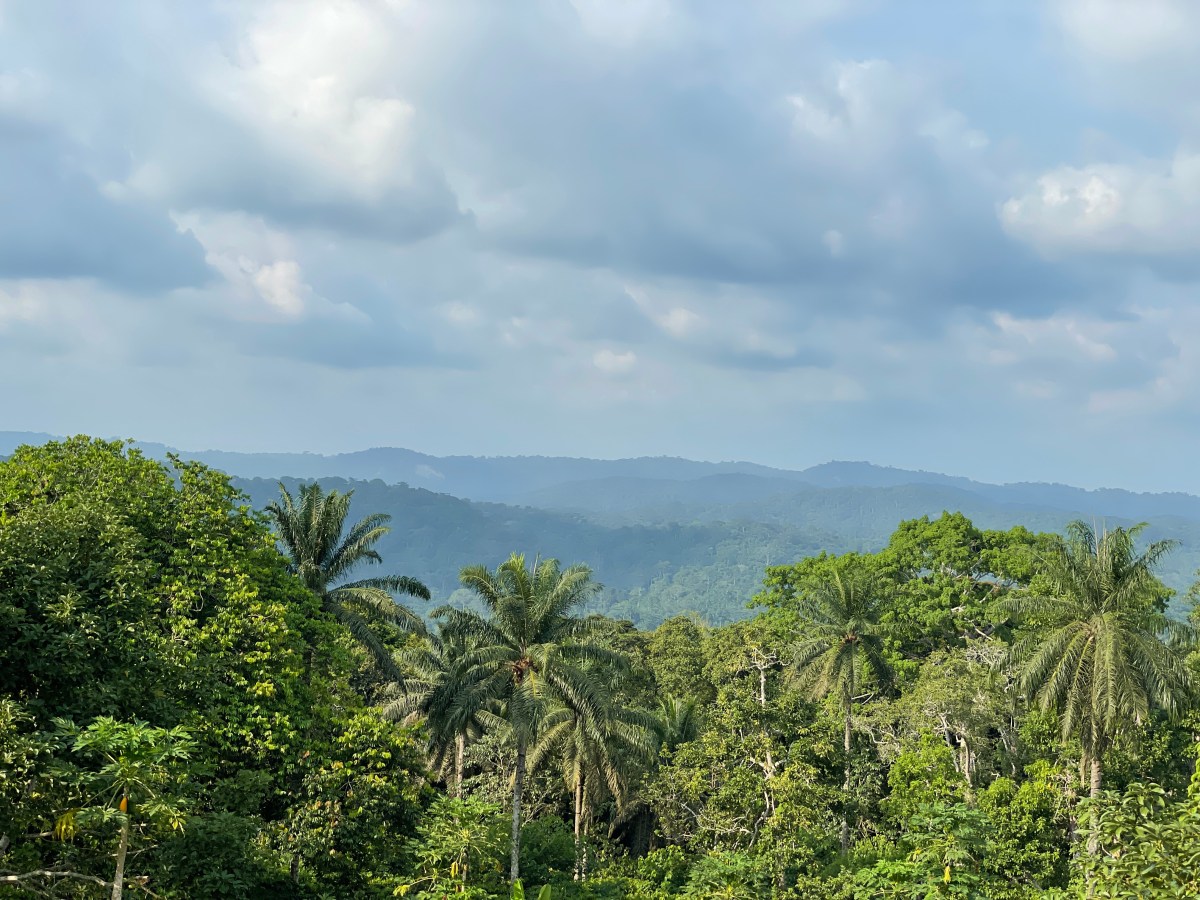 Luki rainforest biosphere near&nbsp;Boma
