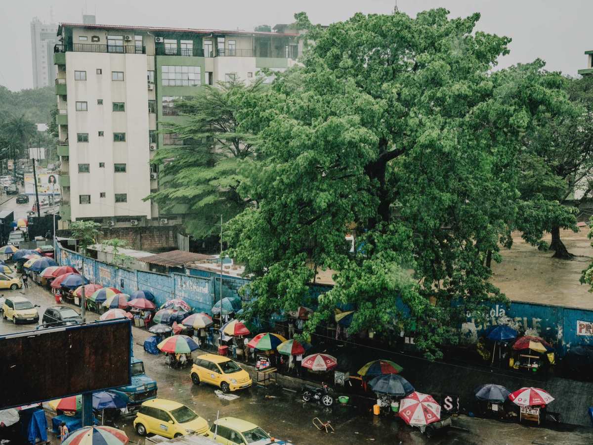 « L’âme de la ville » : le dernier baobab restant de Kinshasa peut-il être sauvé ? – Article The&nbsp;Guardian